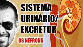 Sistema ExcretorUrinário  Néfron A unidade funcional dos Rins  Anatomia Humana  VideoAula 031 [upl. by Benn]