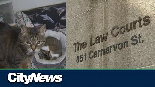 Pets no longer considered property in BC family law cases [upl. by Goldstein]