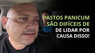 PASTOS DE PANICUM SÃO DIFICÉIS DE LIDAR POR CAUSA DISSO  PROF MARCELO COSTA [upl. by Notliw405]