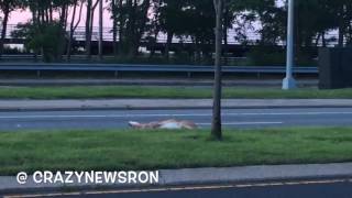 Deer Brutally Hit by CAR [upl. by Ulrikaumeko]