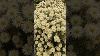 Phylica plumosa small and bushy shrub grown for its interesting flowers and foliage pretty garden [upl. by Trik]