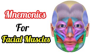 Facial Muscles mnemonics  Facial muscles anatomy 3d animation  How to learn facial muscles [upl. by Luciana760]