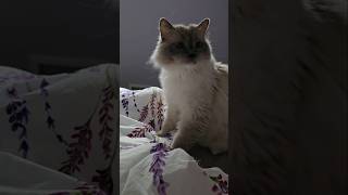 Mister Bosherman has been taking up extra shifts at the biscuit factory this week purr cat ASMR [upl. by Stichter]