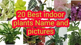 20 best indoor plants name and pictures [upl. by Nelleoj427]