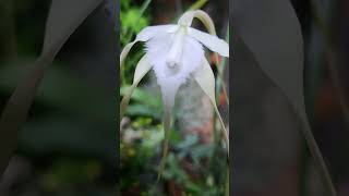 Orchid Brassavola cuculata [upl. by Ellenet806]