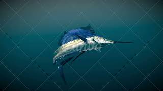 3D Models Indo Pacific Sailfish [upl. by Cherye525]