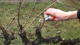 Spur Pruning Grapevinesmp4 [upl. by Korrie]