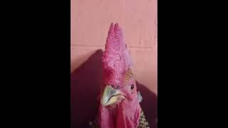 Chicken singing quotI wonderquot but it gets slower [upl. by Herv]