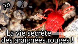 Ep70 La vie secrète des araignées rouges  le trombidion soyeux et laoûtat  sous titres anglais [upl. by Stephen464]