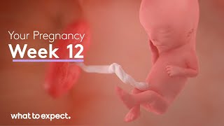 12 Weeks Pregnant  What to Expect [upl. by Eemyaj]