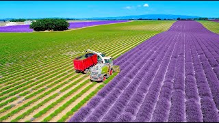 Lavender Harvest amp Oil Distillation  Valensole  Provence  France 🇫🇷 Claas Jaquar 840 [upl. by Leilamag79]