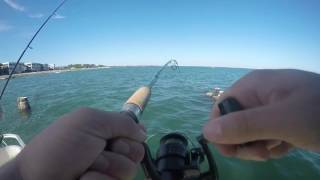 Fishing for sheepshead in Florida [upl. by Fellner161]