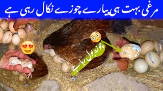 🐣Hamari Murgi Na Bohot Hi Nayab Chozza Nikal Liya vlog chicks aseel egg aseelchick aseelcare [upl. by Vijar]