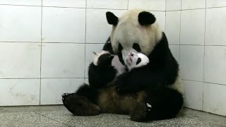 Baby Twin Pandas  Panda Babies  BBC Earth [upl. by Ingemar]