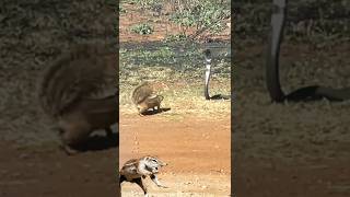 ground squirrel harass the rinkhals [upl. by Longwood]