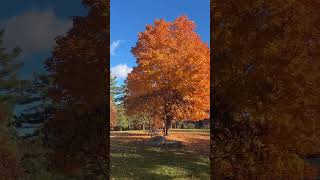 Fall Colors in Muskoka Ontario Canada shorts [upl. by Yelknirb]