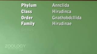 Leucosolenia systematic position [upl. by Juetta88]