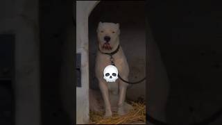 Power of Transmission Part 3💀 DOGO ARGENTINO shortsdogbreed transformation [upl. by Renault]