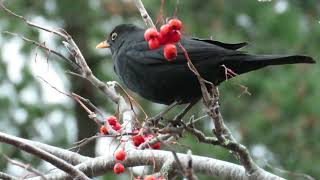 Blackbird foraging in a rowan tree [upl. by Adin]