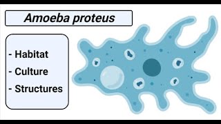 Amoeba proteus Habitat Culture and Structures [upl. by Cornell]