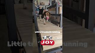 Treadmill training fueledbyjoy JOYDogFood beagles harehunting rabbithunting houndsmen [upl. by Adriane]