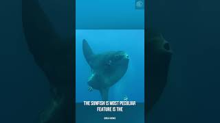 The slowest fish in the world the sunfish [upl. by Atipul764]