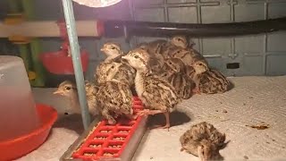 Hatching Chukar Partridges  Redlegs Unlimited Eggs [upl. by Anaj585]