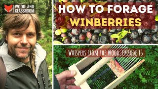 How To Forage Winberries bilberry [upl. by Dahlia911]