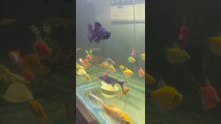 BlackMoor Fish K Life partner  Fish Aquarium PaSHaSaHaaB 2024 fish aquarium viralvideo shorts [upl. by Sergias]