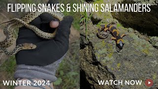 Flipping Snakes and Shining Salamanders [upl. by Ronalda]