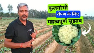 Important tips for planting cauliflower फूलगोभी रोपण के लिए महत्वपूर्ण सुझाव [upl. by Eelarat504]