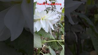 Ascotflowers videography videography yt garden [upl. by Lahcsap]