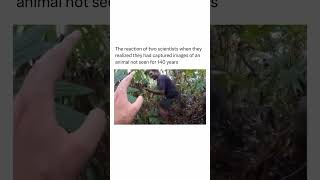 Jungle Camera Trap Catches UNBELIEVABLE Creature [upl. by Mimi]