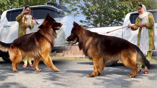 The World Biggest German Shepherd Dog In Punjab Biggest Dog Cute Dog Puppy Hsn Entertainment [upl. by Tayler]