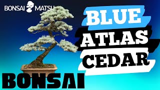 Blue Atlantic Cedar Bonsai Maintenance and Shaping [upl. by Eahsed625]