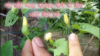 नर और मादा कंटोला पौधे को कैसे जानेंHow to Identify Male and Female Kantola Plant  spiny Gourd [upl. by Aerbas]