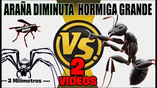 DIMINUTA ARAÑA NEGRA VS HORMIGA CABEZA ROJA GRANDE  2 VIDEOS [upl. by Palermo415]