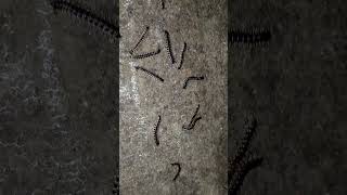 Millipede millipede shortvideo wildlife worms creepycrawlers naturelovers original [upl. by Nichola]