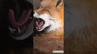 Contagious Yawns A Wild Animal Compilation [upl. by Siravaj277]