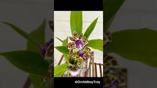 Zygopetalum Aladdin intoxicating fragrance 🙌🏾🌺 first time blooming zygopetalum orchid [upl. by Mayman]