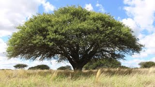 LN T4E4 Caldén Trasplante a Maceta De Entrenamiento Prosopis  Neltuma caldenia [upl. by Niaz]