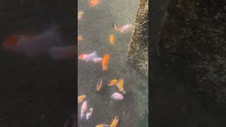 Fishing Aquarium in nature Guppyfish GuppyfishaquariumGuppyfish Guppyfishaquarium [upl. by Bethanne]