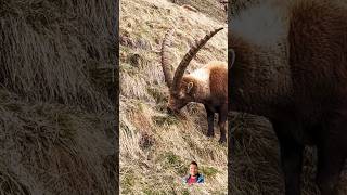 Gigantic antlers of the ibex animals cute [upl. by Euv325]