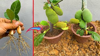 How to grow jackfruit from jackfruit seed  how to propagate jackfruit from jackfruit seed fast [upl. by Jedlicka]