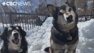 Vet shortage in Thompson Man leaves animals out in the cold [upl. by Enitnatsnoc]