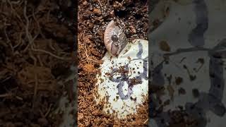 My babies are hatching hognose snake reptiles plainshognose westernhognose babysnake [upl. by Aley]