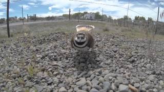 Killdeer aggressively protecting its nest Broken wing display [upl. by Atinaw145]