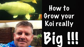 How To Grow Your Koi Really Big [upl. by Little]