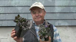 Ajuga and other Ground Cover [upl. by Selyn]