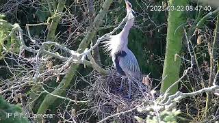 Heron Nest Arranging and Courtship  March Point Heronry 2023 [upl. by Dieterich]